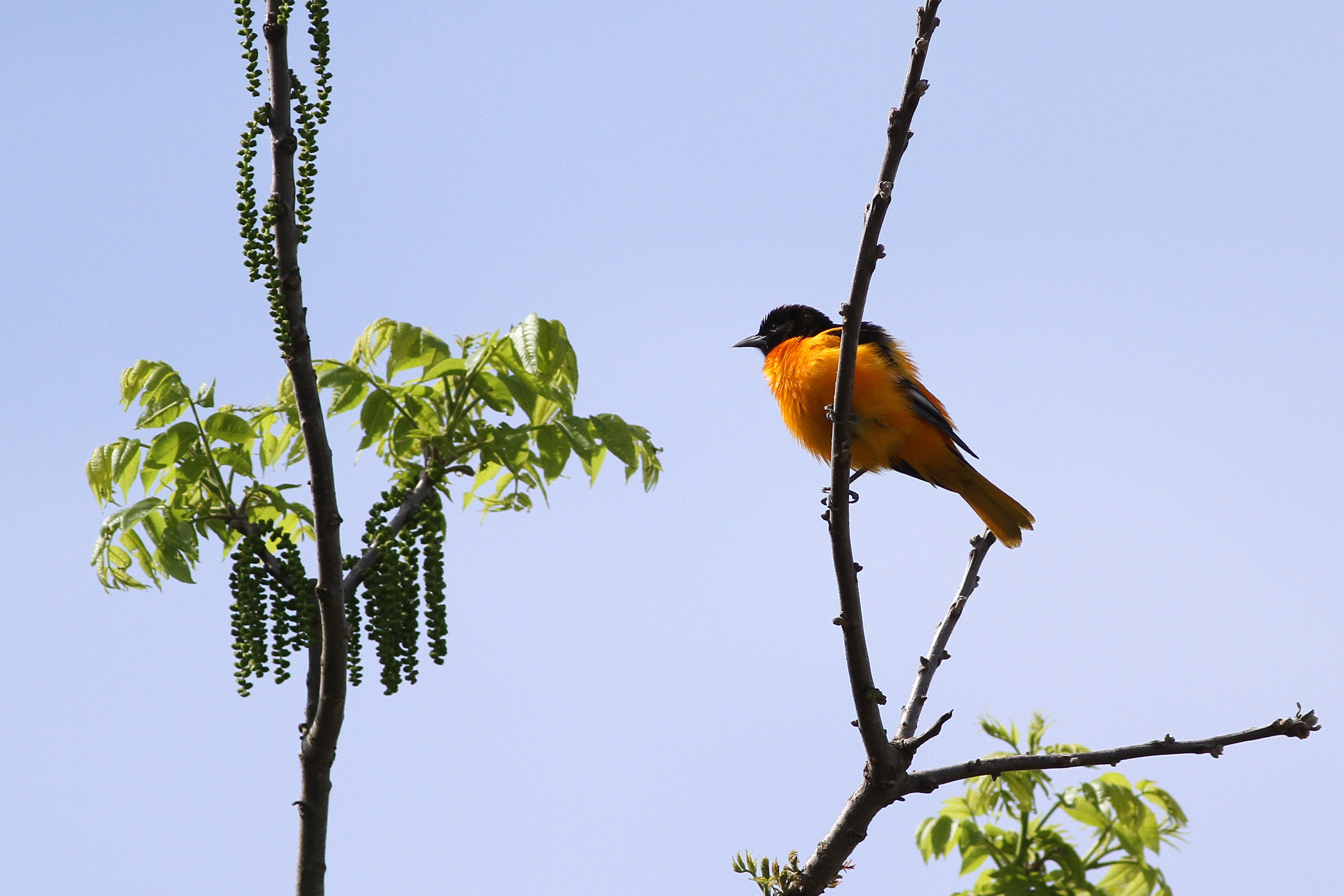 Baltimore Oriole Nest Birding Pictures