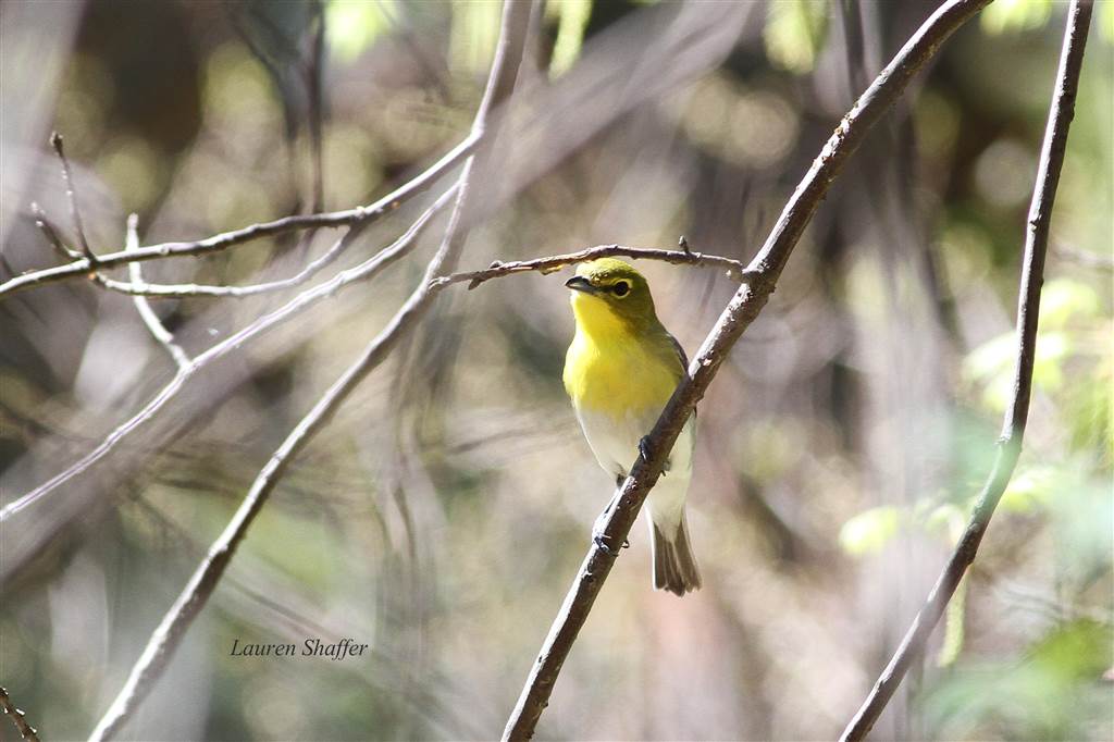 Birding Presque Isle in Erie, PA Birding Pictures