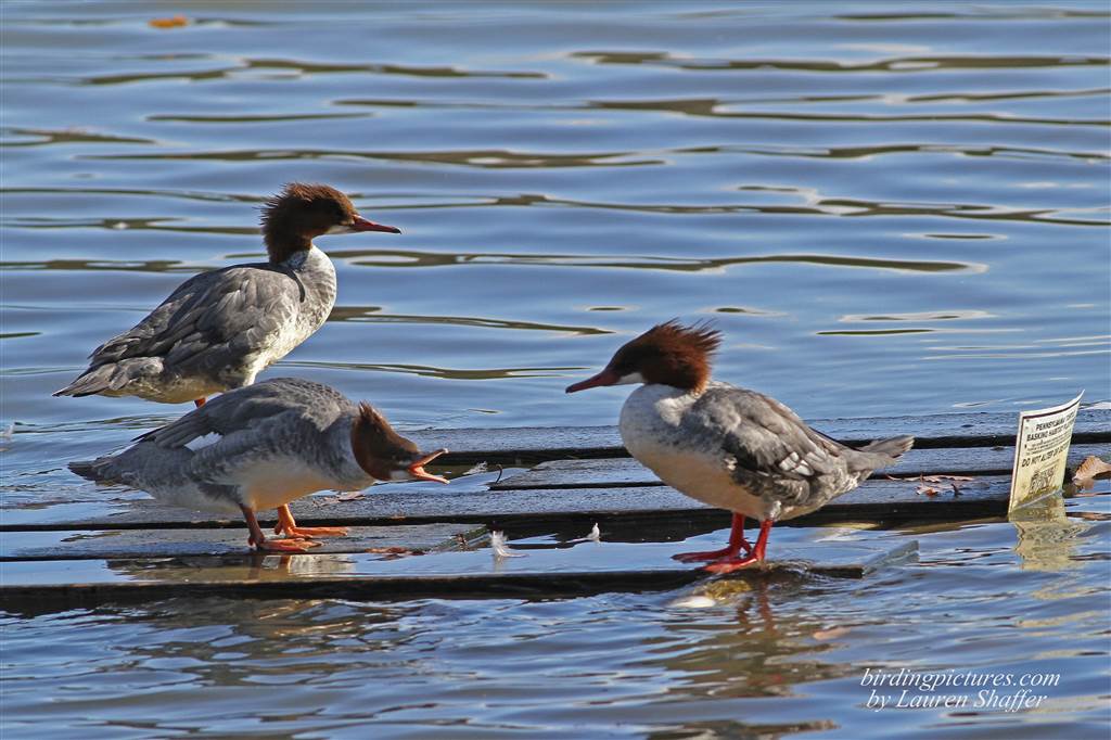 Placard says "Pennsylvania Turtle Basking Habitat Platform"  "Do not Alter or Remove"   The Mergansers like to Bask there too, although one of them wants it all to himself!