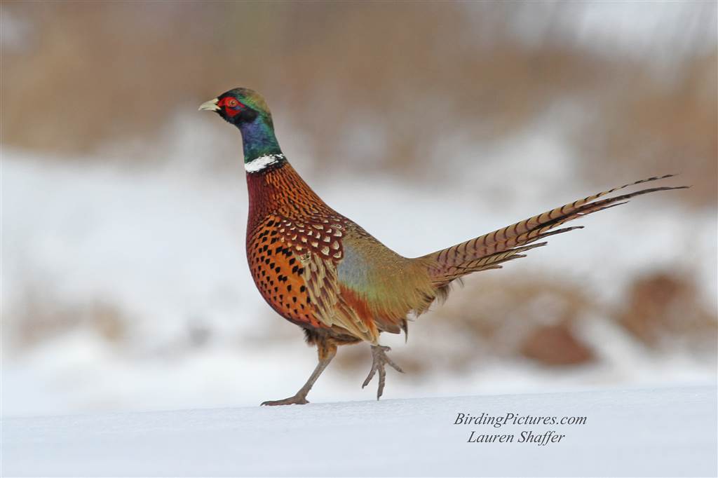 Ring-necked Pheasant