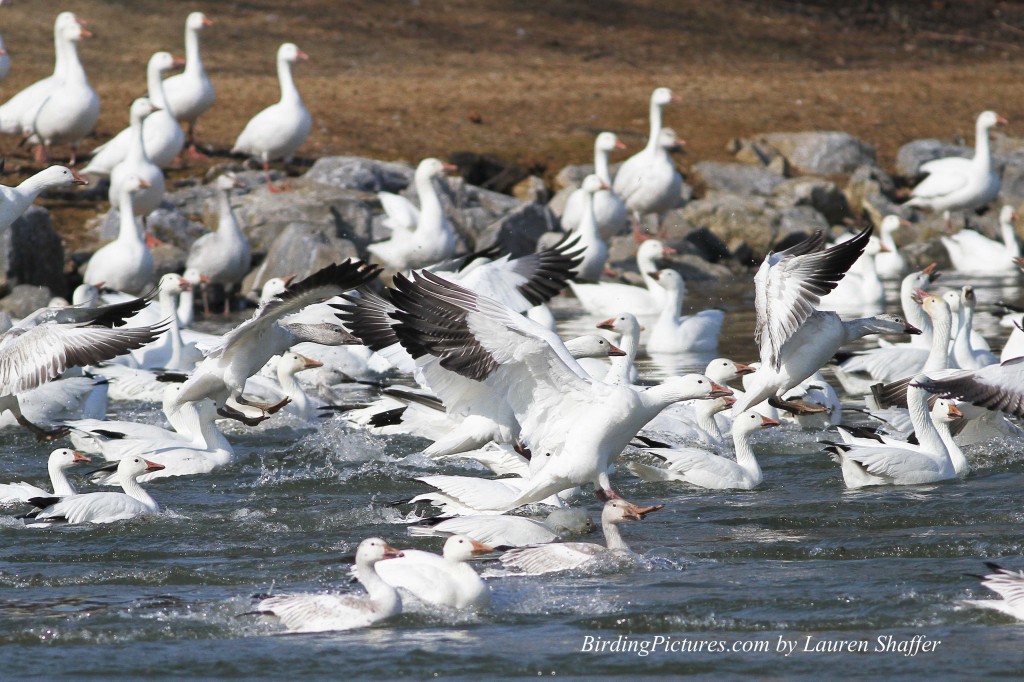 Snow Geese, Ross's Goose