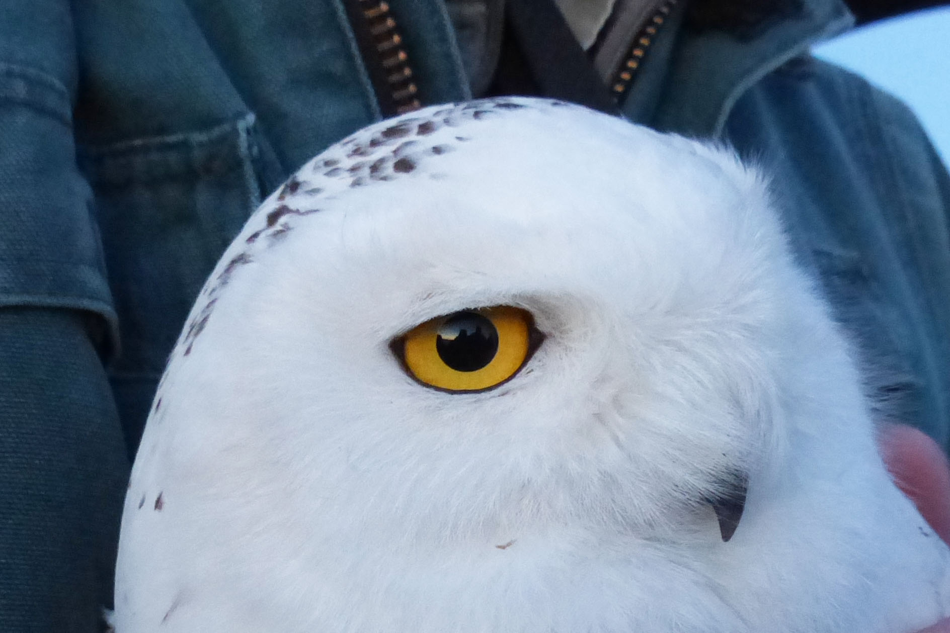 Snowy Owl banding