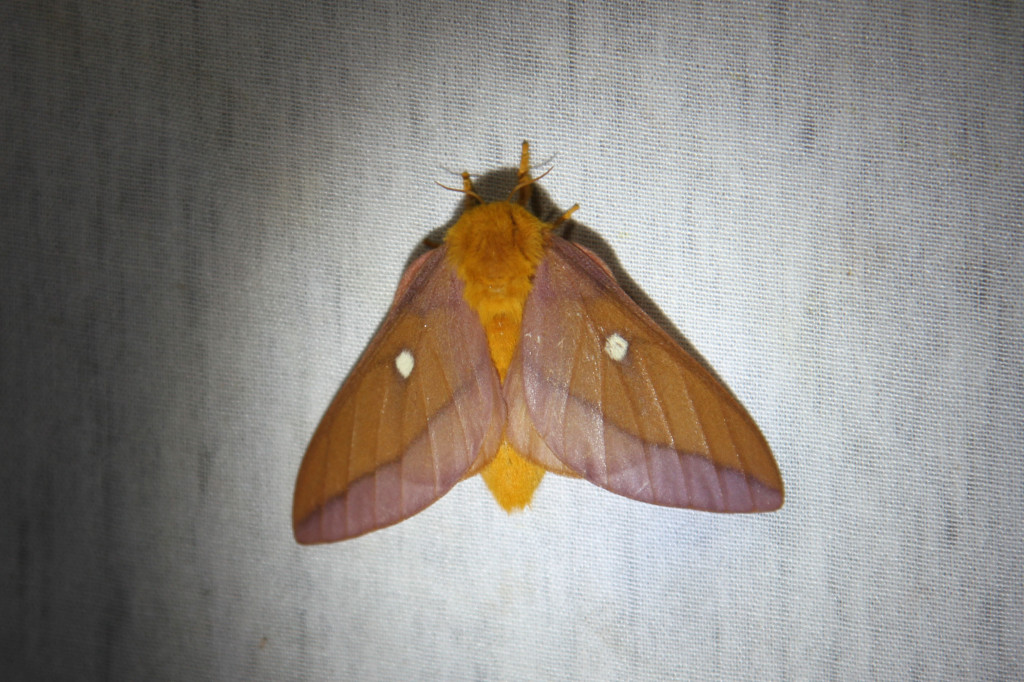 Anisota virginiensis