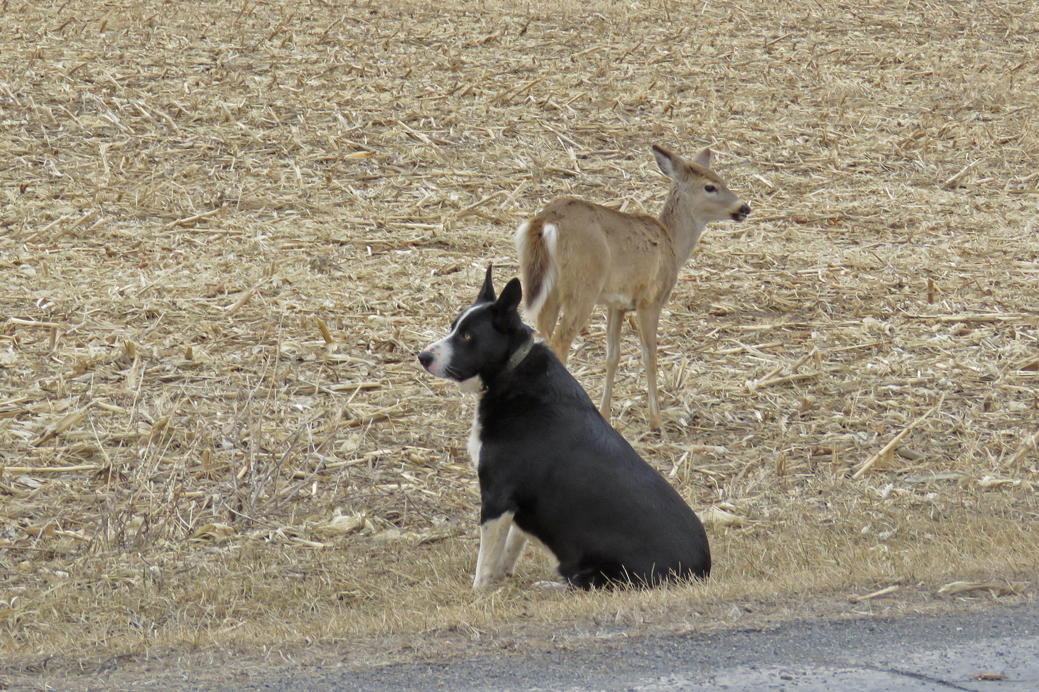 Dog and Fawn