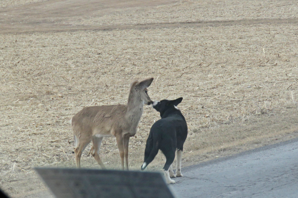 Dog and Fawn